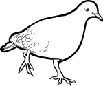 Zenaida Dove freehand drawings