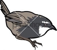 Zimmers Tapaculo