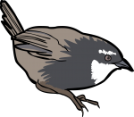 Zimmers Tapaculo freehand drawings