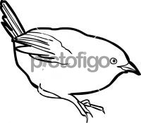 Zimmers Tapaculo