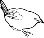 Zimmers Tapaculo