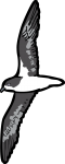 Zinos Petrel