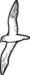 Zinos Petrel freehand drawings