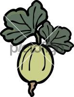 GooseberryFreehand Image