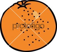 GrapefruitFreehand Image